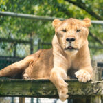 5 Must See Attractions in Darling Downs